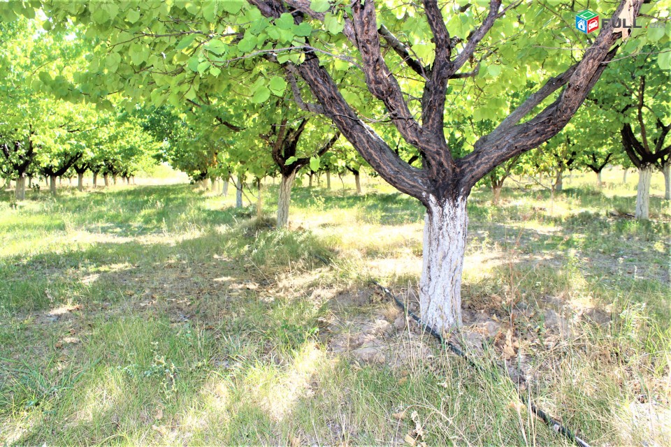 Գյուղատնտեսական հողատարածք, այգիներով, շինություններով, For sale, Կոդ C1295