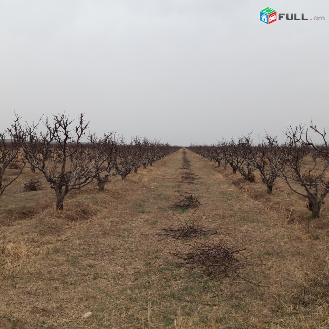 1.300.000քմ (130հա) այգի Արմավիրում