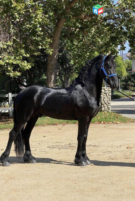 Pure Friesian Gelding- Urgent Sale