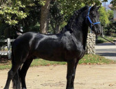 Pure Friesian Gelding- Urgent Sale