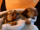 pygmy marmoset monkeys