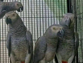 Congo African Grey Parrots 