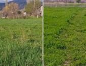 Տնամերձ 